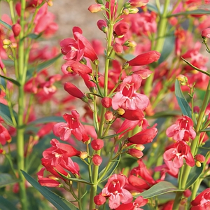 Penstemon Red Riding Hood